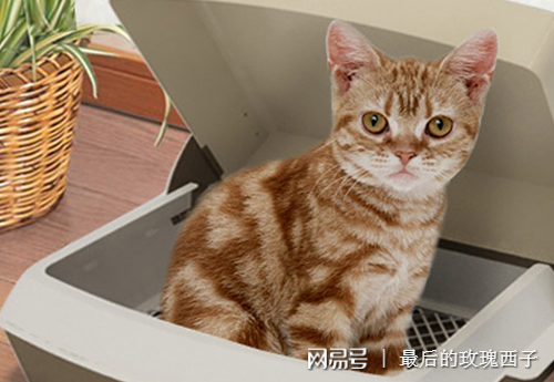 猫拉稀脱水症状 猫拉稀脱水喂葡萄糖 手机网易网