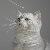 南方美食体验官