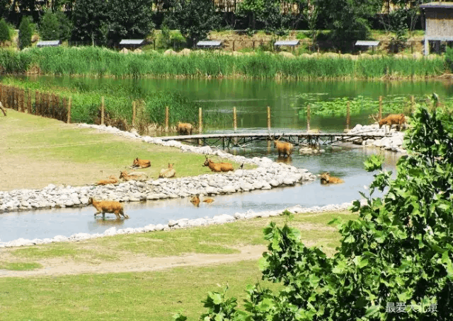 还是 呦呦鹿鸣