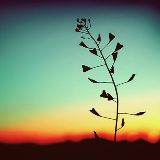 易名情感分析师