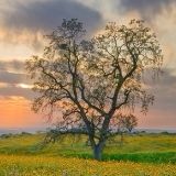 安小熙娱乐大咖