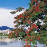 彬彬有礼的梅梅