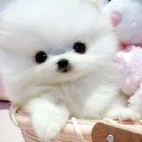 可爱萌宠欢乐多