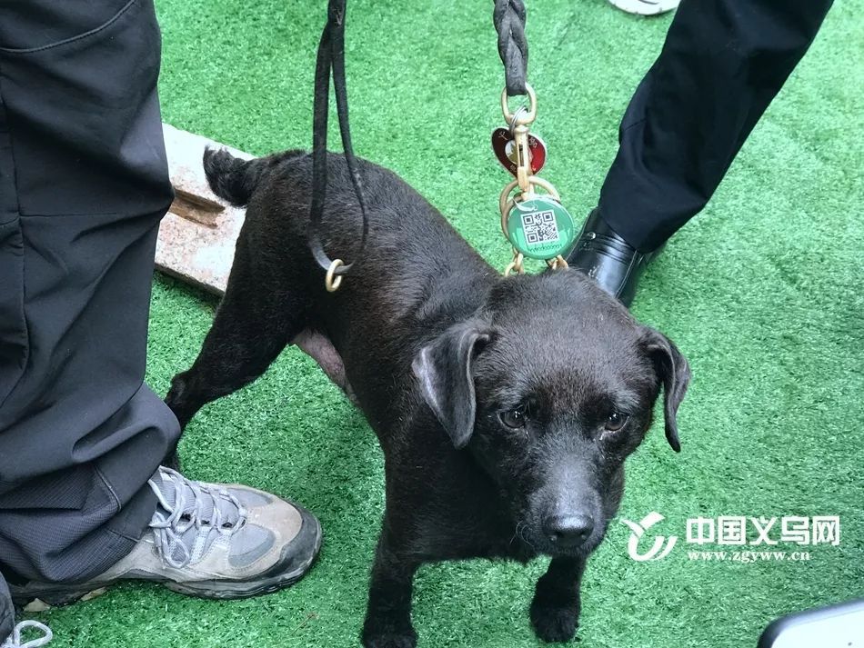 高级 义乌首块电子犬牌来了 可免费办理 以后再也不怕狗狗走丢了 手机网易网