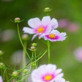 假装娱乐小分队