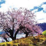 川藏线自驾旅行频道