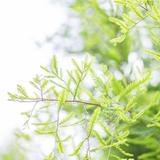 欢喜的明天