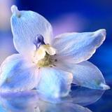 萌萌哒朵儿养生