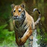 你的故事双子座