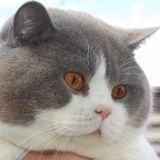 萌宠宝宝2018