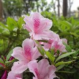 清风蝴蝶