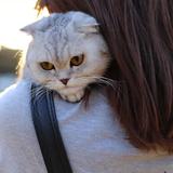 妖猫格格聊数码