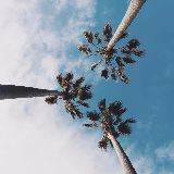 曾是惊鸿照影来