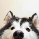朱侃侃
