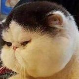 猫叔说