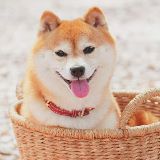 蠢萌爱宠的小窝