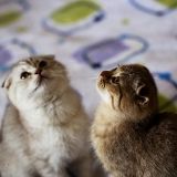 世界上最萌的宠物狗