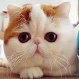 萌宠天下一家亲