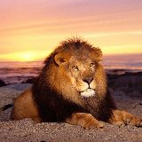 为人不知的动物世界