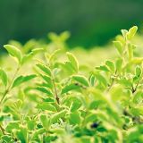 雷克赛宠物俱乐部