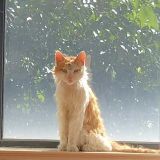 小秒猫美食分享