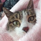 丢小喵了个丢小喵