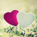 温柔敦厚的燕子