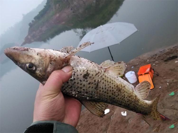 松花江里的名贵鱼种,在重庆被叫做"花参"每年冬天正是