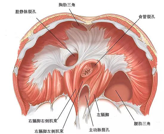 腰肋三角彩色示意图图片