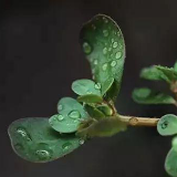 某科学的野菜君