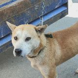 中华田园犬的逆袭