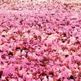 天猫覅娱乐小分队