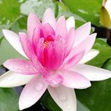 不一样旅行的石头