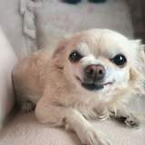 我和宠物嘚故事