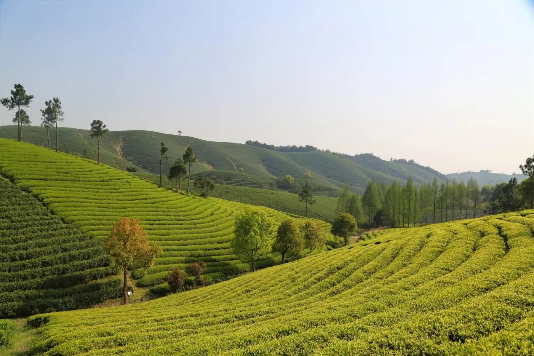 雅安藏茶:茶叶资源利用与藏茶功能研究高峰论坛隆重召开