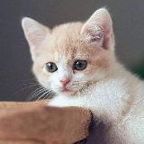 今幸来自人参精萃