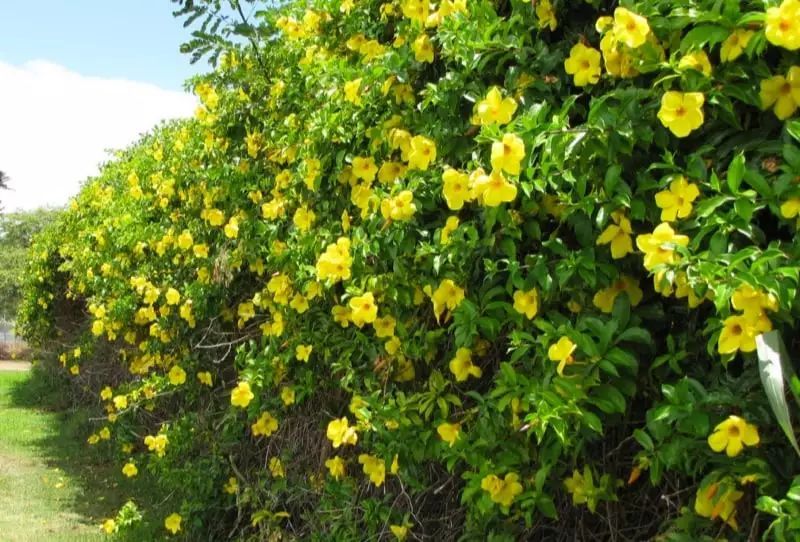 能够爬满整面墙的软枝黄蝉,在夏秋季节能够保持不断开花