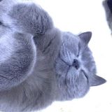 萌宠笑疯人系列