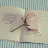 一句美文一段情