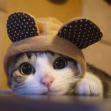 汪星人和宠物喵