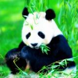 我的包包里有糖