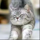 我和小香猪的日常