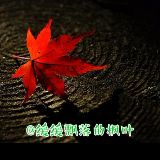 缓缓飘落的枫叶
