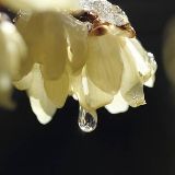 二月的天