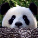 爱拍照的小蜡蜡