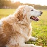 好吃狗美食推荐