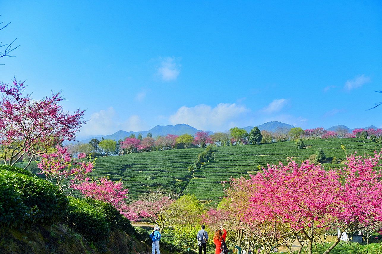 福建新网红艳迷大陆阿里山的中国最美樱花圣地