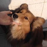 爱它宠它