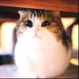 吃不胖的小妩媚