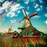 生活助手纸箱菌